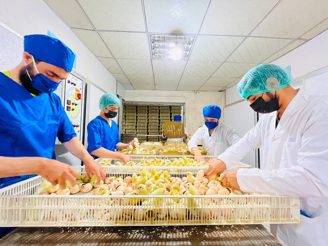 Hasib Sadeqi Group hatchery